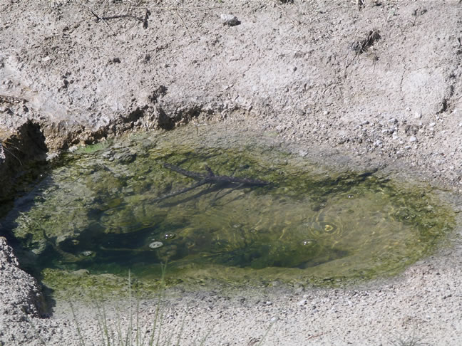 images/F- West Thumb Geyser Basin (1).jpg